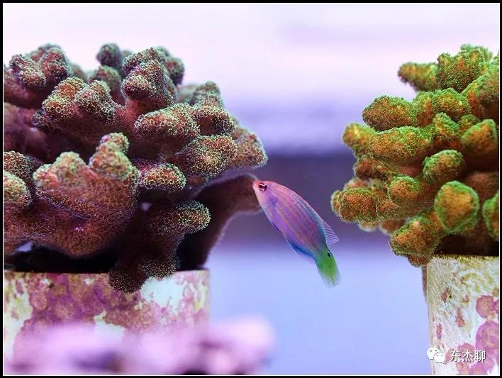 珊瑚鱼缸扁虫怎么处理,珊瑚扁虫怎么繁殖