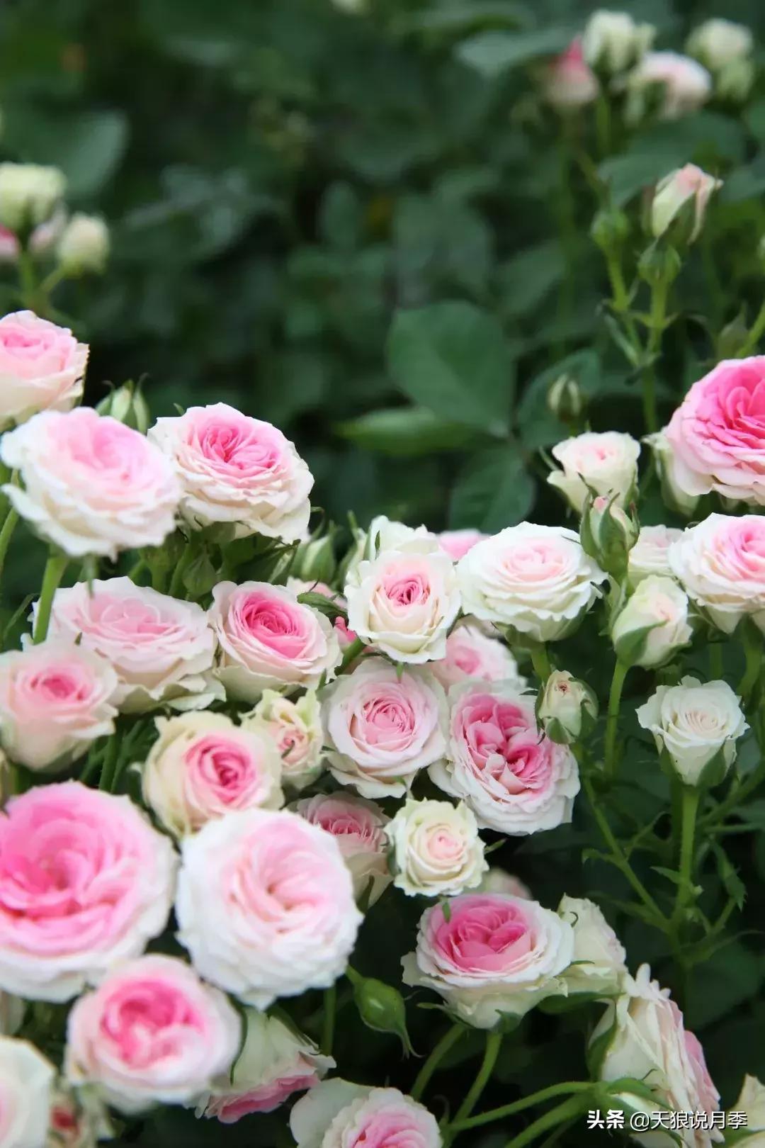 美得如此高端大气上档次,美得如此的高雅