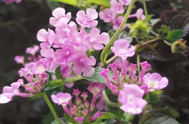 五月份被公认阳台最好养的10种花,喜阴耐旱适合室内养的50种花