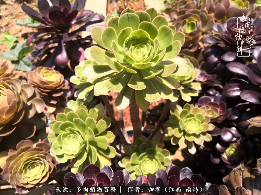 人生转个弯,在小院遇见落入凡间的多肉小精灵