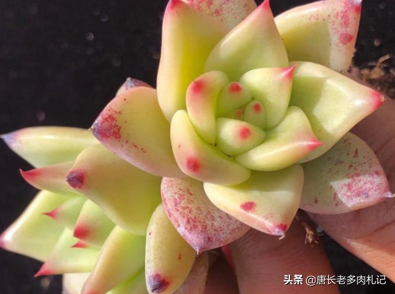 多肉万宝路状态图 (多肉万宝路)