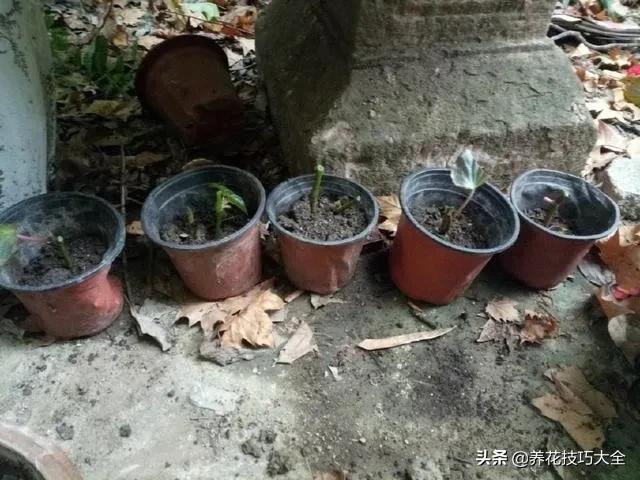 四季海棠花春天几天浇一次水,四季海棠怎么养才能长得茂盛