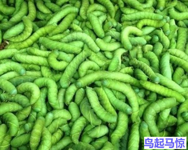 鱼虫活饵饲养,钓鱼蝇虫怎么养