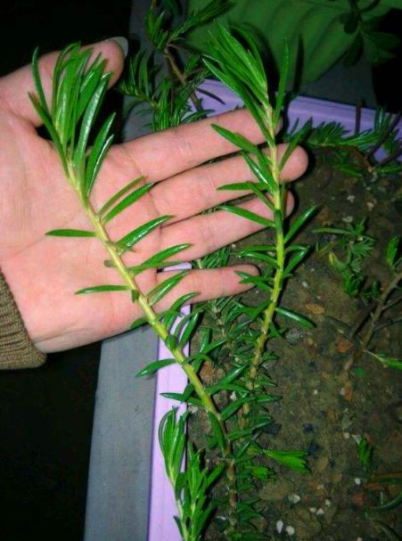 龙须花怎样养,龙须牡丹花