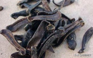 水蛭吸血救人视频,水蛭吸血疗法的正确方法