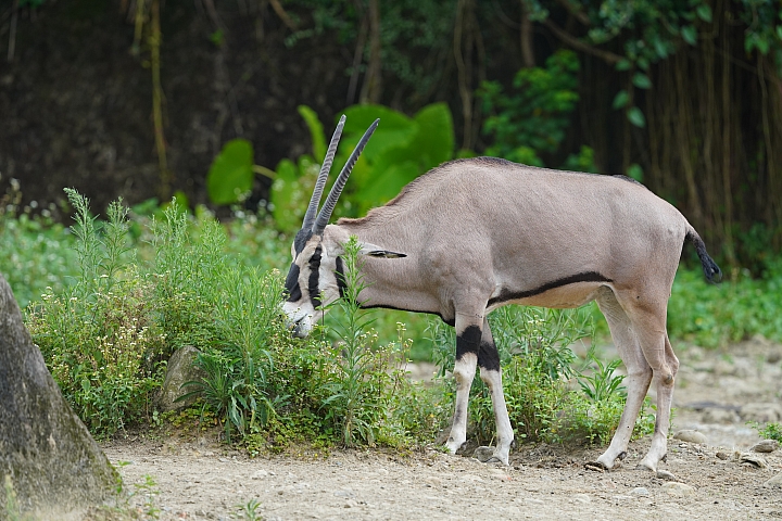 索尼fe50mmf2.5gm测评,索尼fe24f1.4gm大师镜头评测