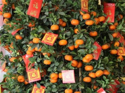 桔子树叶黄什么原因,桔子树叶子枯萎卷曲且发黄