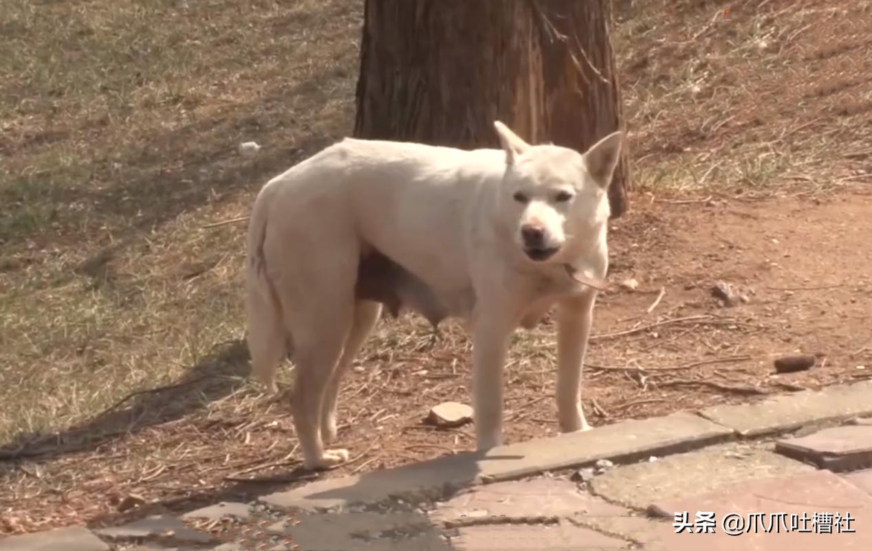 刚出生流浪小奶狗被虐待打断腿,救出长期被虐待流浪狗