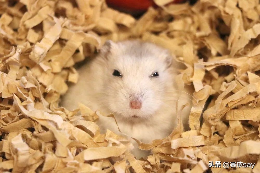 日本推主养了只小仓鼠，又团又圆的样子简直萌炸了！可爱到治愈！