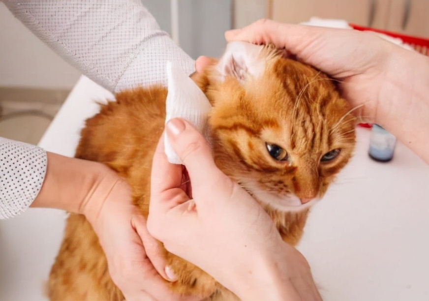 猫咪泪痕分泌物红棕色,猫咪的泪痕把毛染黄了