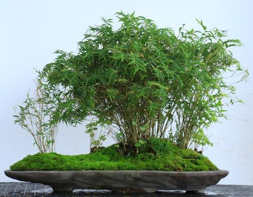 阳台养一盆茉莉,凤尾竹可以放阳台养吗