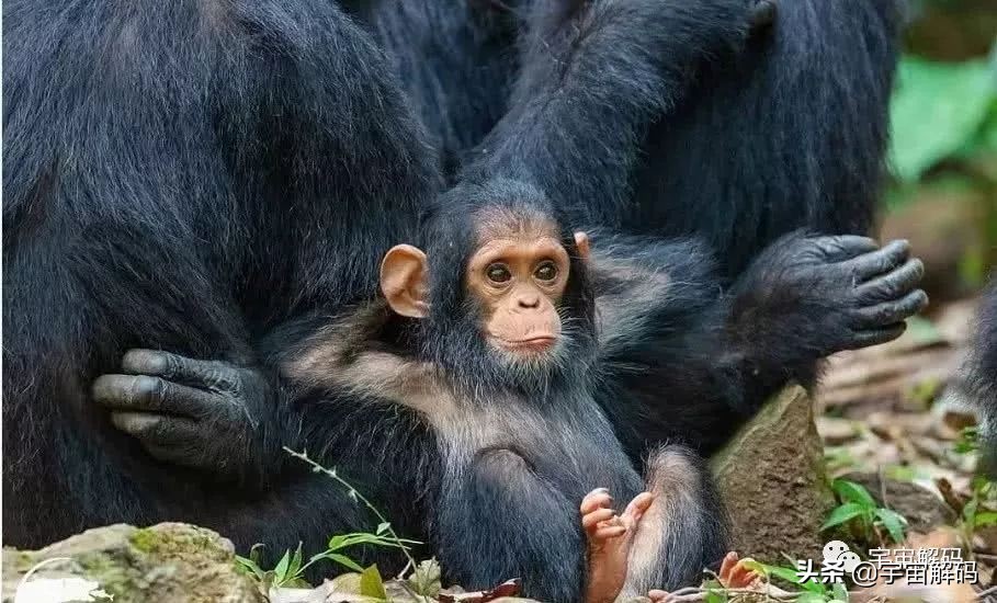 20张动物照片,宝宝萌照动物图片