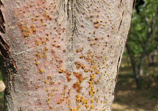 梨树腐烂病打啥农药,梨树腐烂病菌是什么