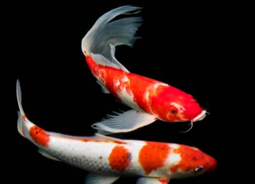 锦鲤的基本鉴赏方法,锦鲤鱼的鉴赏与品种