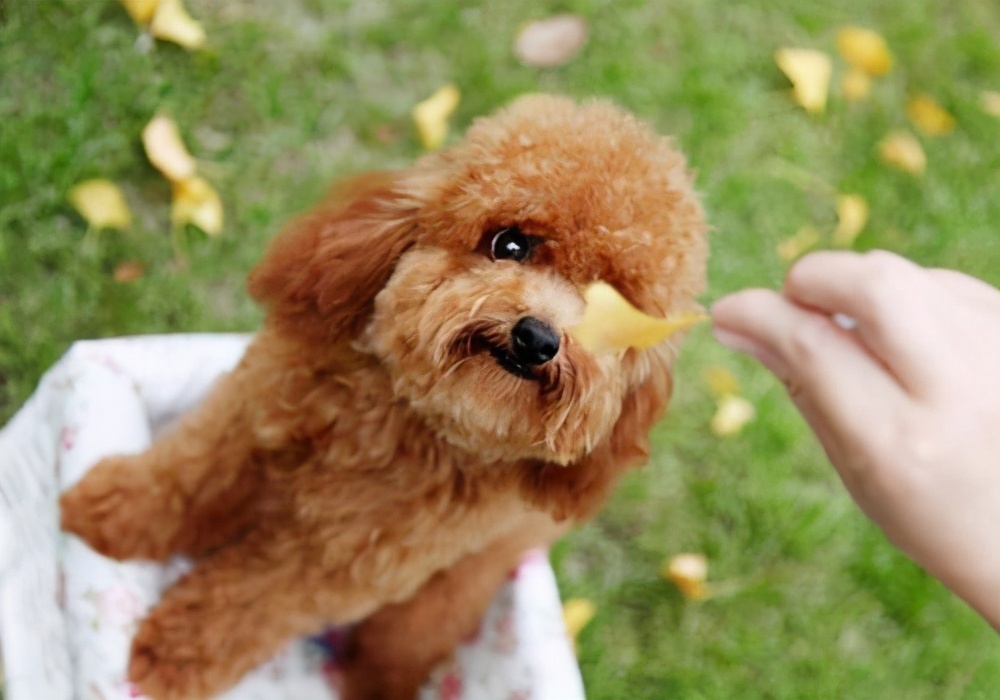 狗狗排出白色寄生虫,狗狗排出蛔虫怎么办