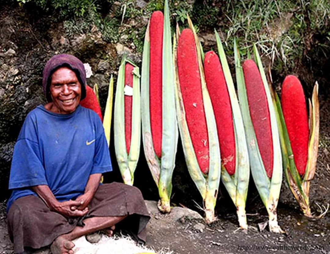 巴布亚新几内亚食人部落,潜入食人族部落