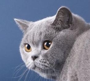 英短猫长大后是什么样的,英短猫的成长大小跟什么有关