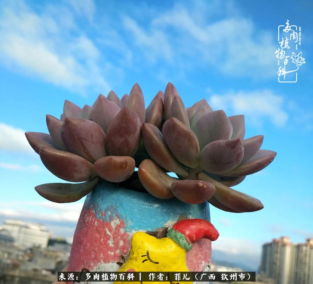 多肉相伴的感悟,与多肉为伴的时光真的很美好