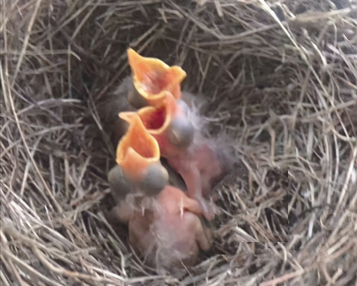 快成年的麻雀幼鸟一天喂几条虫子,刚长出毛的麻雀幼鸟怎么喂