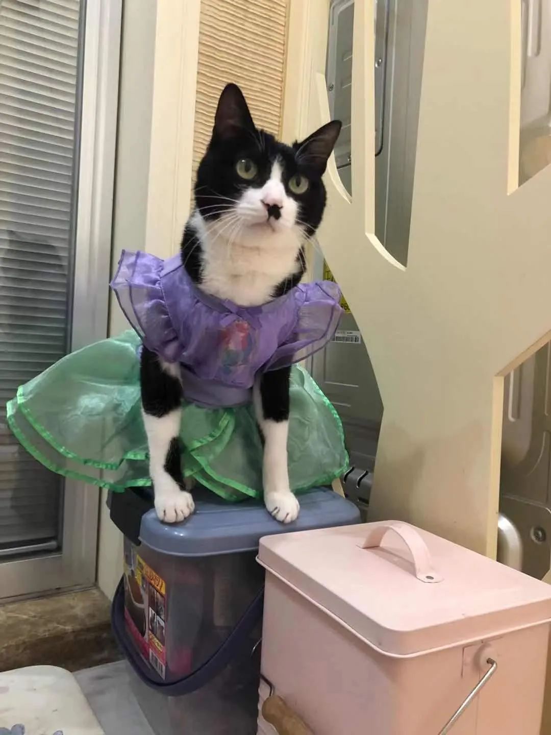 小猫咪穿上衣服变乖了,小猫咪穿的小公主裙