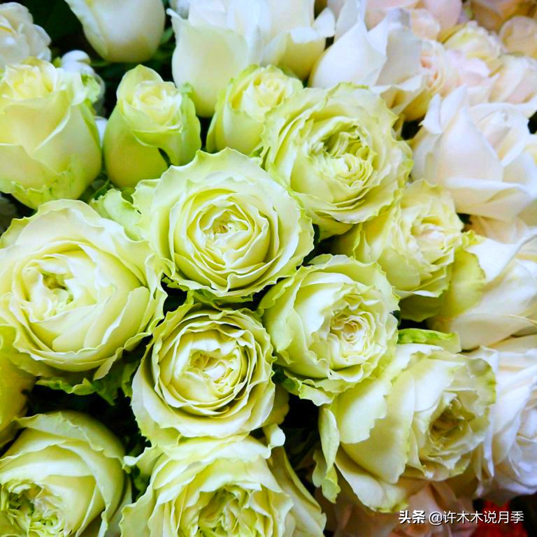 新手月季种植手册，牢记这6点，不死苗、开花多。新手收藏备用