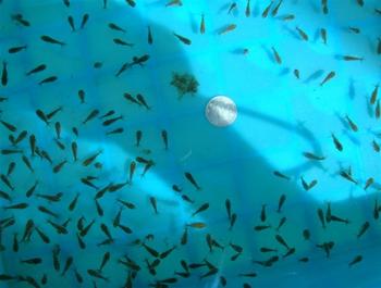 熟蛋黄怎么喂金鱼苗,蛋黄喂金鱼苗