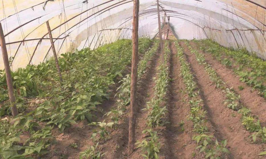 残疾人致富典型案例,想致富有什么门路