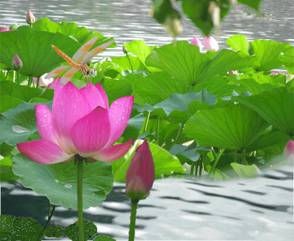 中秋赏荷花古诗,夏天赏荷古诗