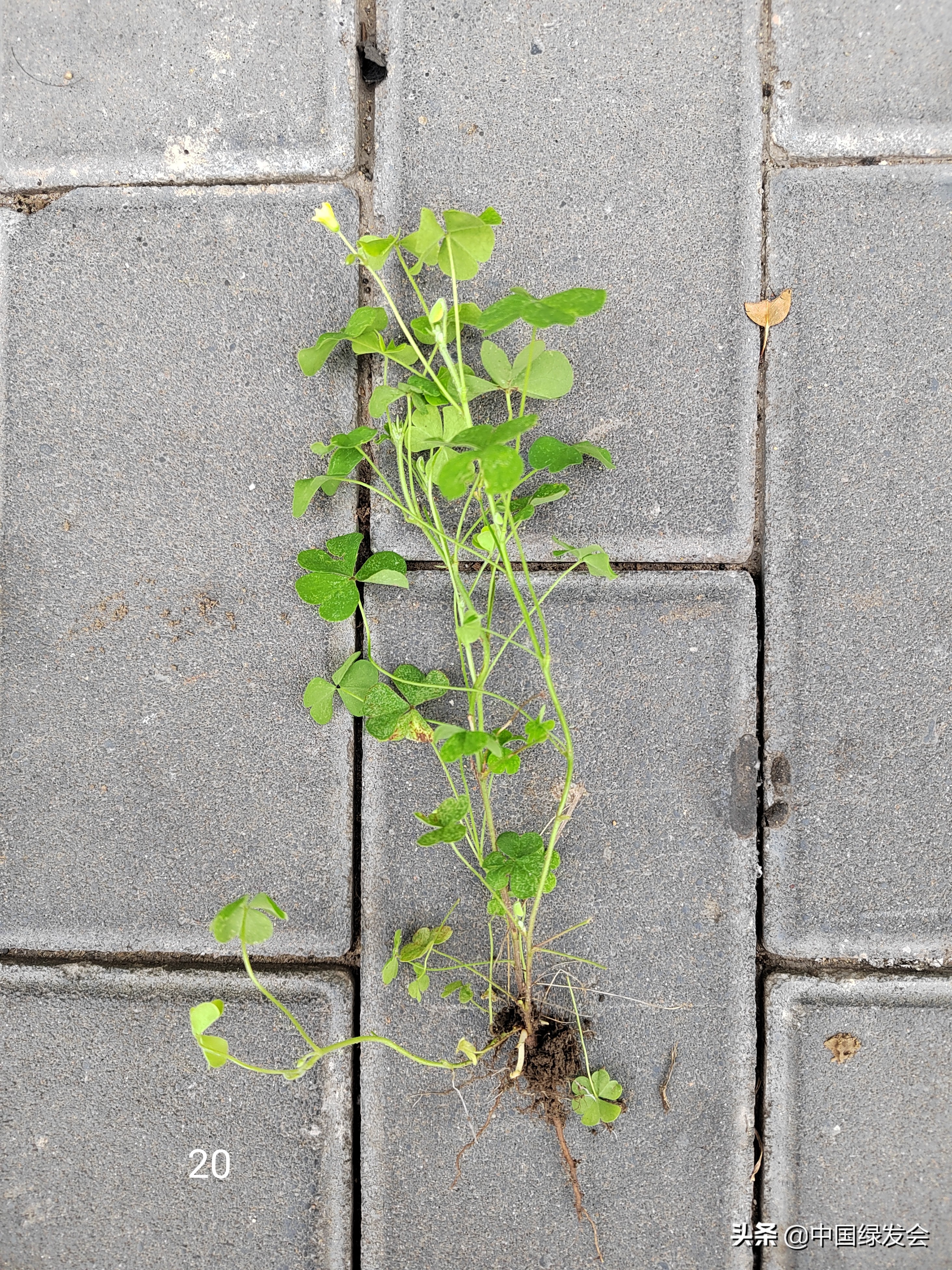 去野草留“精华”，整齐划一的草坪如何体现北京生物多样性？