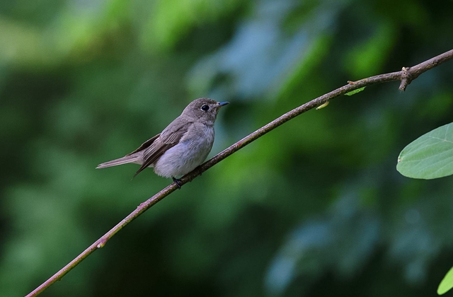刘长卿被贬的诗,余干旅舍刘长卿古诗朗诵