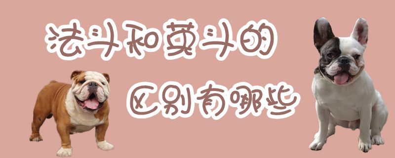 法斗犬与英斗犬的区别,英斗犬和法斗的区别