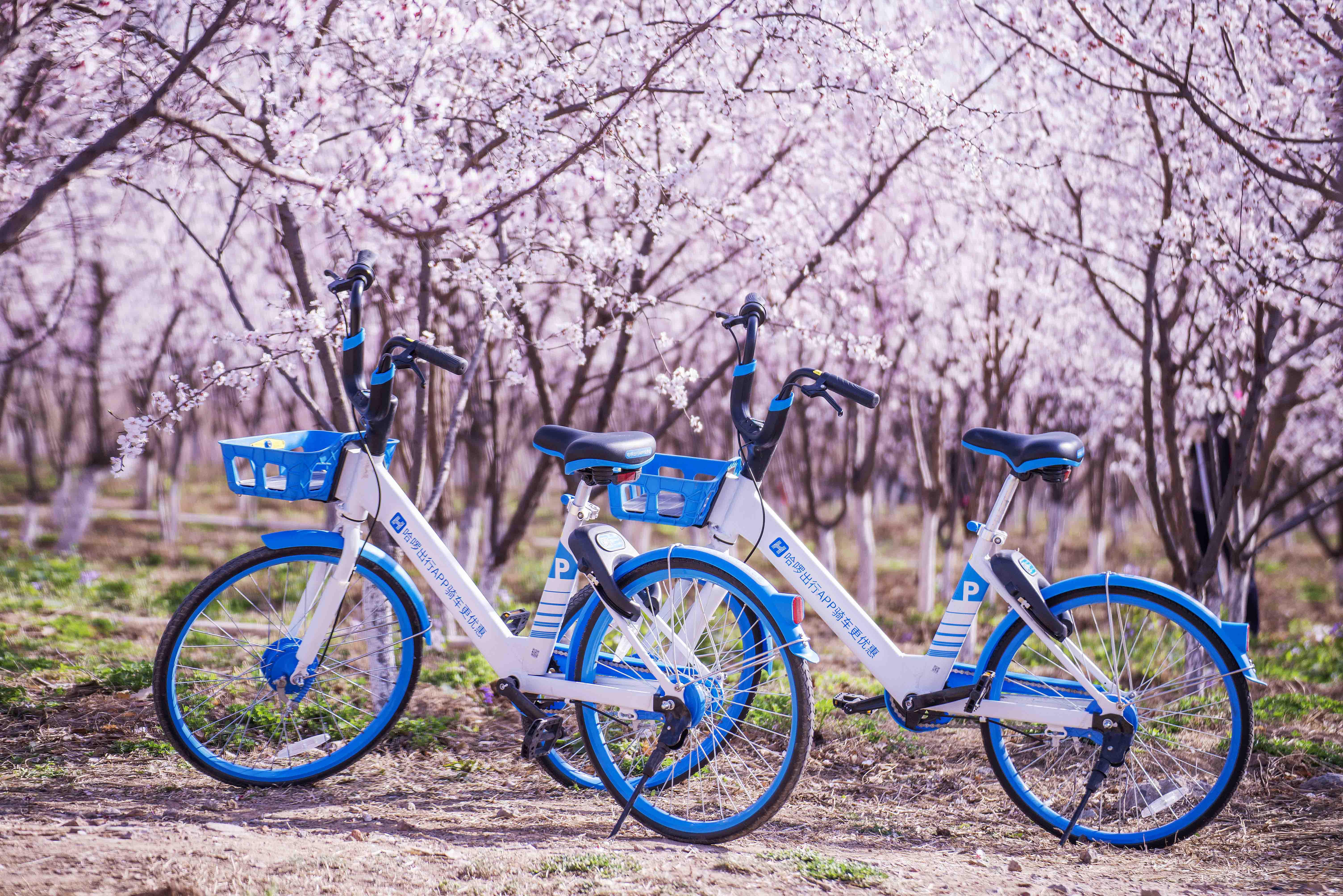 哈啰助力,哈啰助力90天