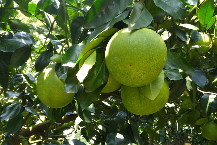 柚子怎么不甜呢,柚子怎样才能让它更甜