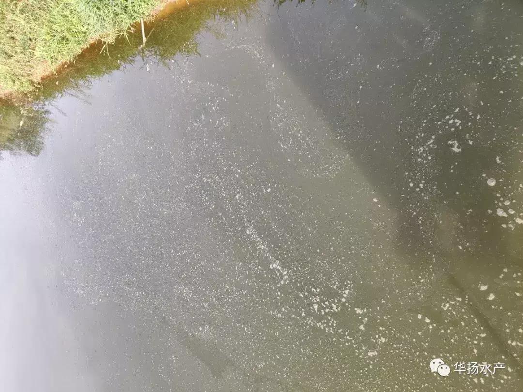 为什么池塘里的水一直很浑浊,草缸水面有气泡和油膜是怎么回事