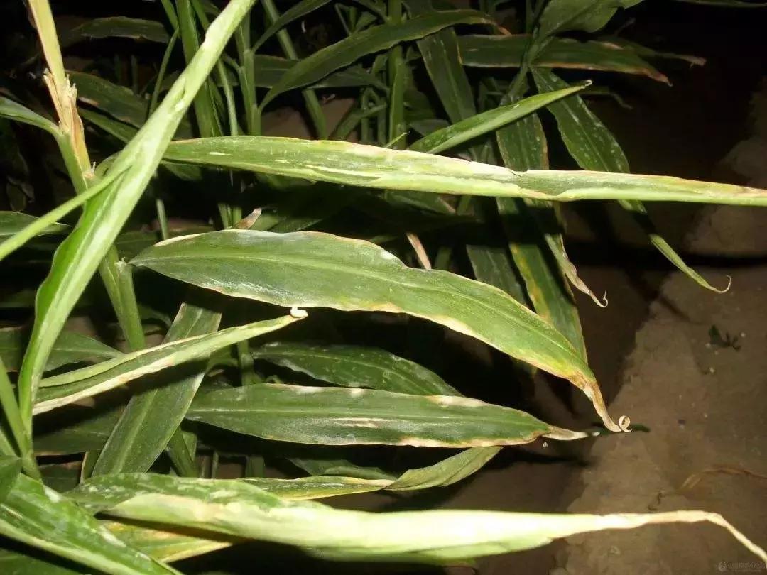 有机硅与橙皮精油,有机硅助剂和橙皮精油