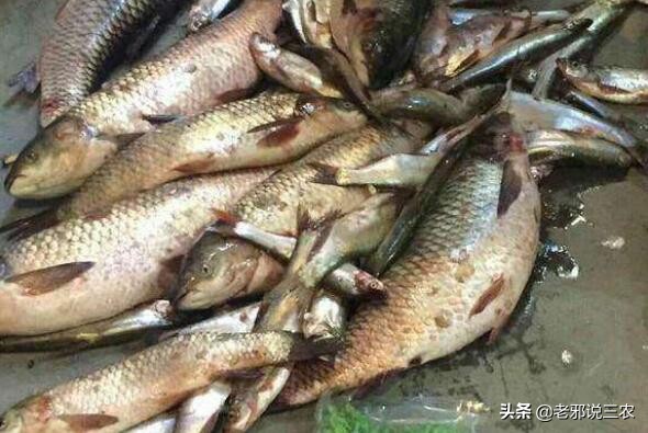 用鸡肝怎么才能钓到鱼,鸡肝怎么用细线钓