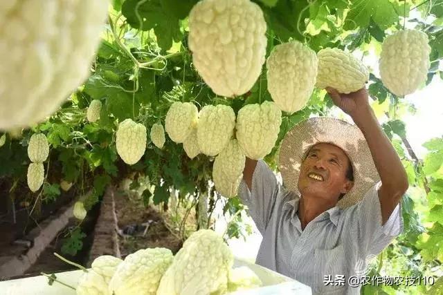 谁说农业不赚钱?!一亩收益60万,试过这3个新玩法的菜农赚嗨了