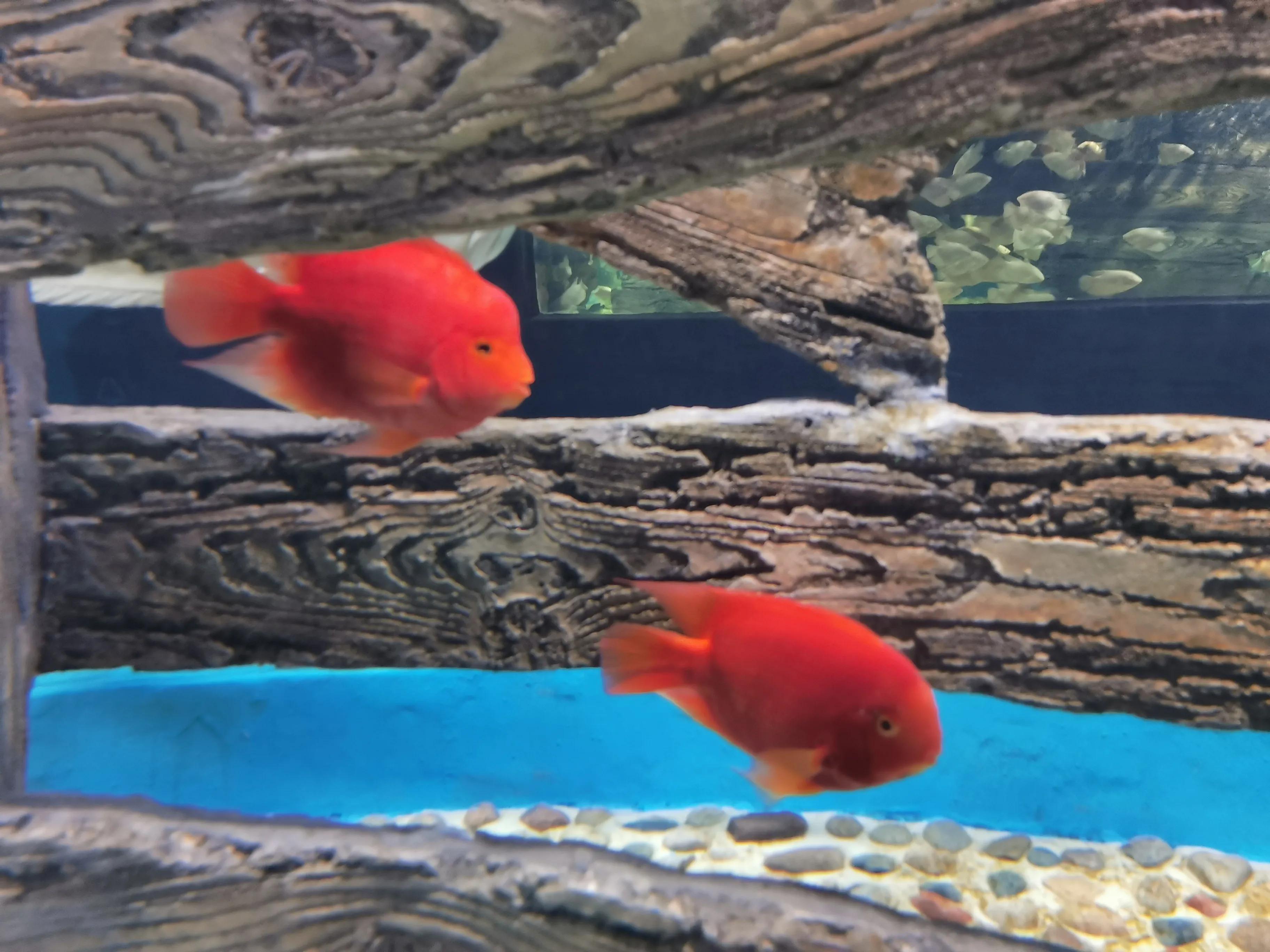 璧拌繘娴锋磱鍔ㄧ墿娴峰簳涓栫晫,鍙傝娴峰簳涓栫晫娴锋磱鍔ㄧ墿瑙嗛