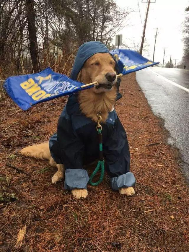 运动员踢死一只小狗,运动员踢小狗