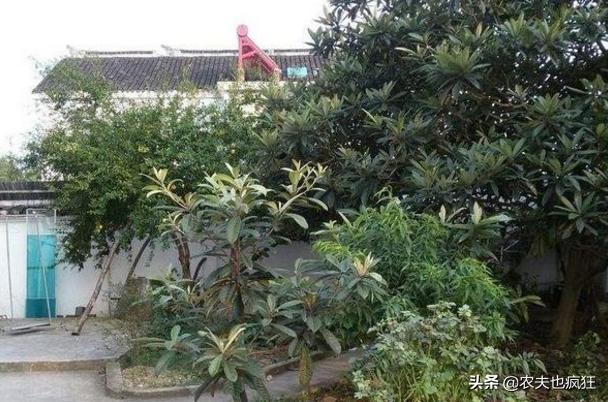 俗语“东不栽榆西不栽桃,前不栽桑后不栽柳”,门口种啥树好?