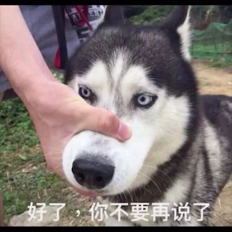 绝育狗狗多少钱,狗狗拆蛋做绝育