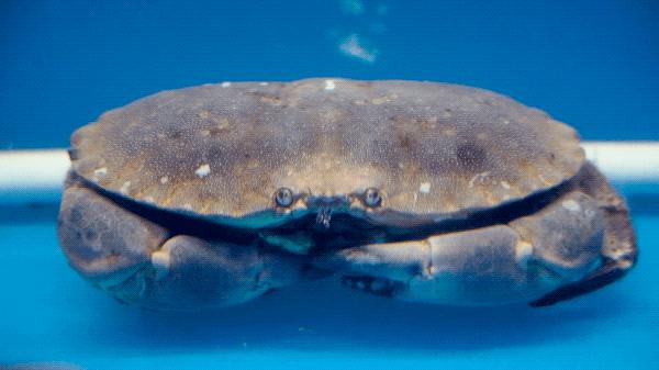 港式花胶鸡打边炉正宗做法,简易龙虾汤泡饭