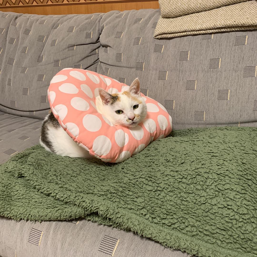 猫咪流鼻涕是什么原因引起的,猫咪长期流鼻涕怎么回事