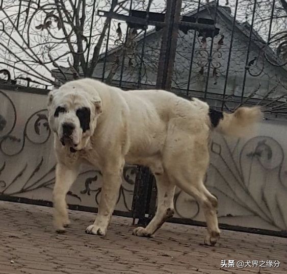 世界十大顶级斗犬排名,最厉害的斗犬排名第一