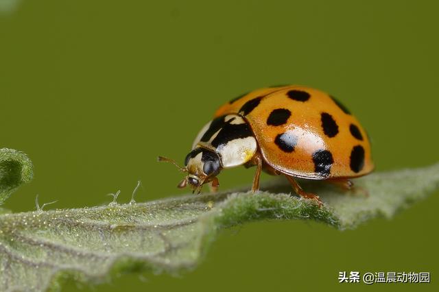 盘点我们没有见过的虫子,小时候的虫子长得有多恐怖