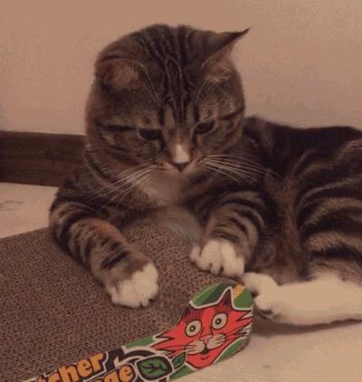 最实用猫抓板,如何挑选猫抓板