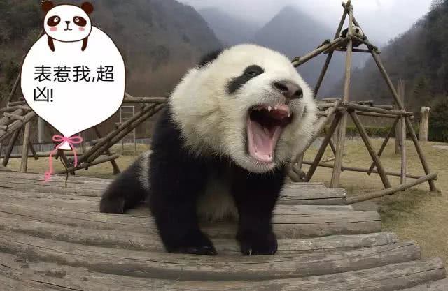 大熊猫原来是这样叫的,大熊猫是怎么被称为国宝的