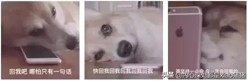 舔狗是褒义词贬义词,把舔狗描述成一个褒义词