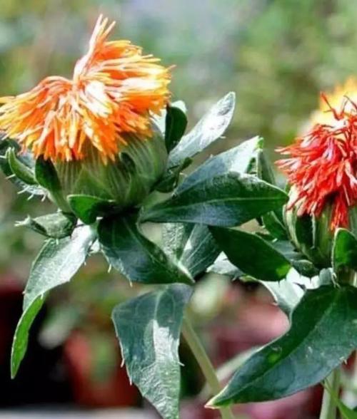 红花是什么样的药材,开红花的植物有哪些