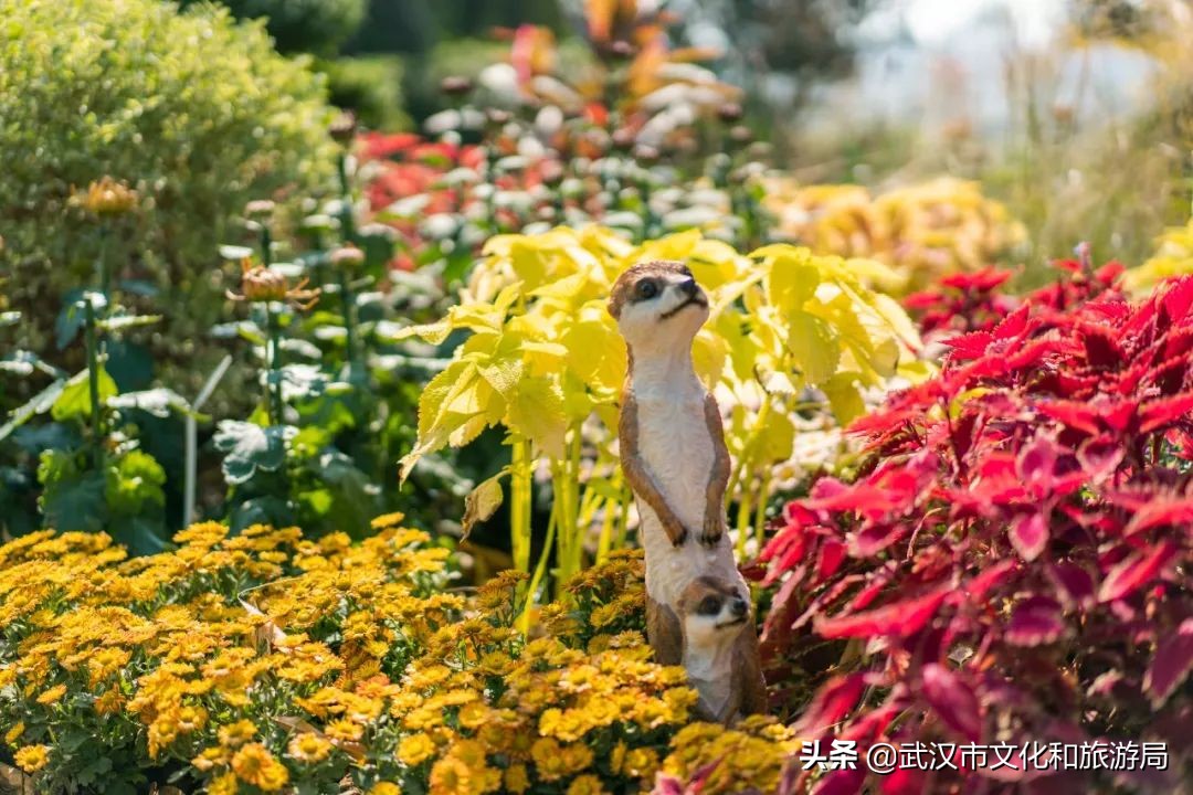 花点时间武汉东湖樱花园,武汉花点时间